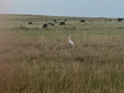 Rare bird sighting is evidence that conservation matters