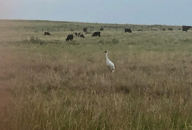 Rare bird sighting is evidence that conservation matters