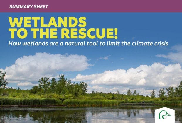 Wetlands to the Rescue! Summary Sheet