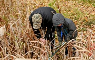 Ducks Unlimited Canada, two people wading in aquatic plants