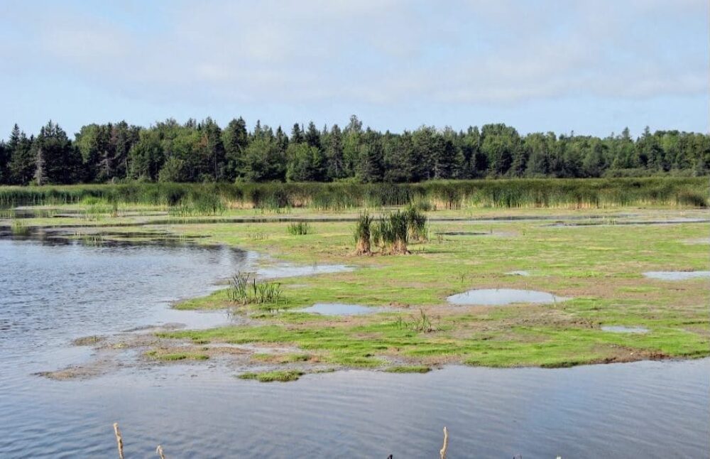 Fullerton's Marsh in Stratford is just one example of coastal wetlands affected by sea level rise. 