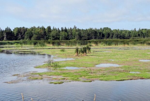 Islanders: don’t take wetlands for granted