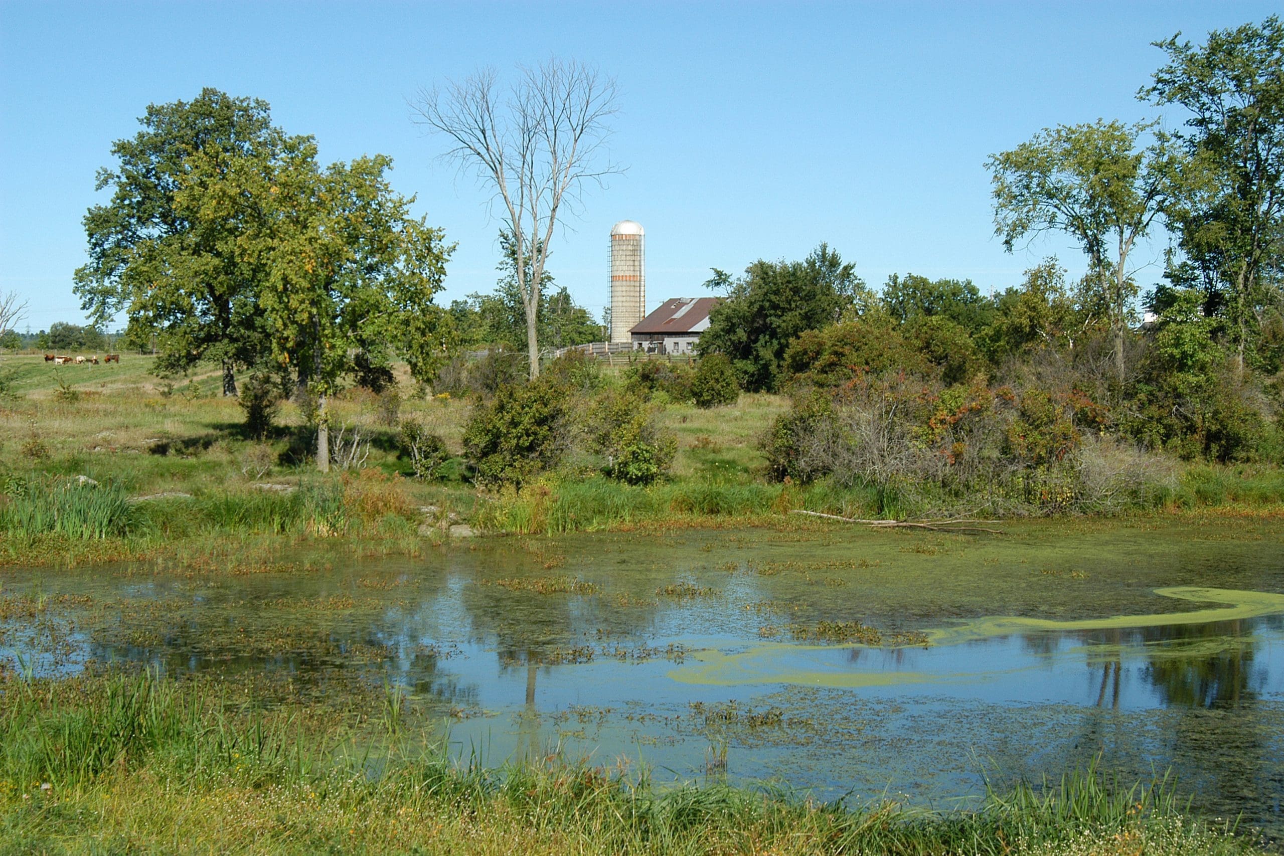 Small wetland projects may involve excavations to create basins or small berms to hold back surface water as it travels across a property. Wetlands contribute to the natural infrastructure of landscapes by supporting phosphorus reduction, biodiversity, climate readiness, clean water and overall watershed health.