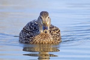 Mallard hen, swimming