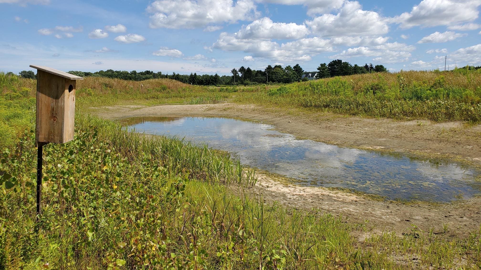 Small wetlands, like this southwestern Ontario edge-of-field habitat, support healthy watersheds with clean water and flood mitigation.