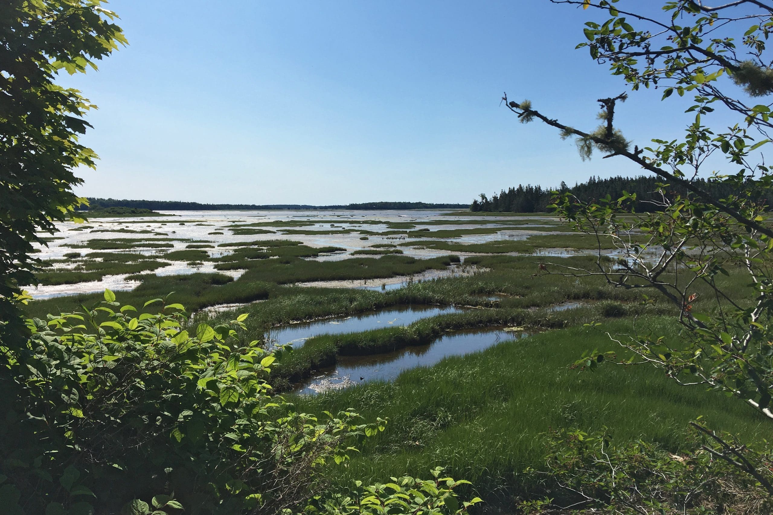 Chezzetcook salt marsh, Nova Scotia.