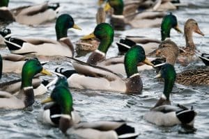A flock of mallard ducks