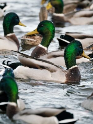 2023 duck population estimates