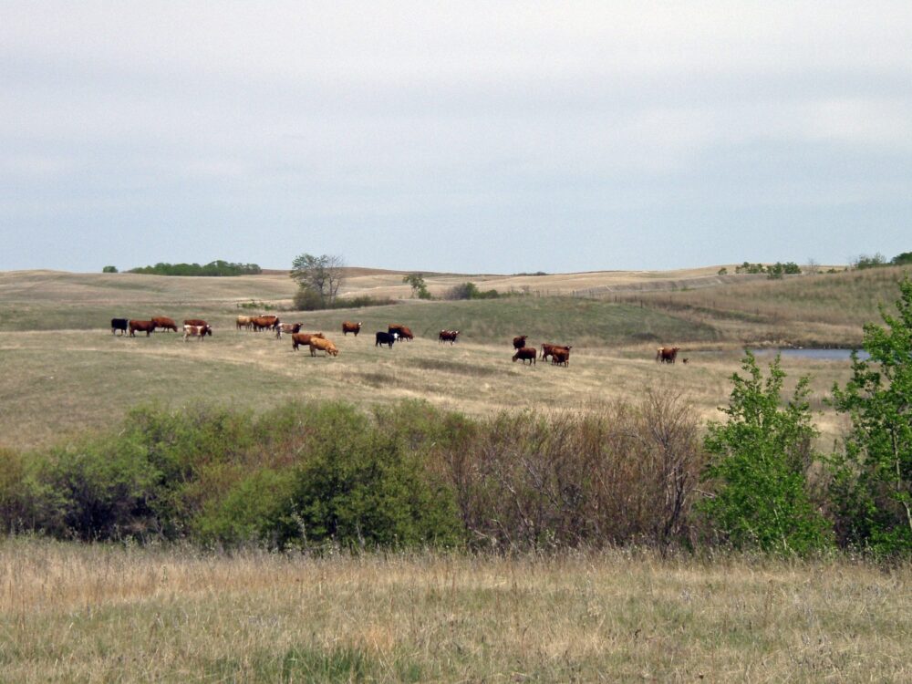 Cattle grazing near a prairie wetland.