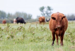 125,000-acre initiative aims to conserve Canadian prairies through collaboration with ranchers