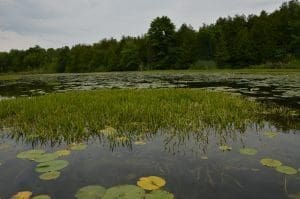 Water Soldier © OMNRF