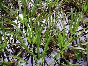 Water Soldier