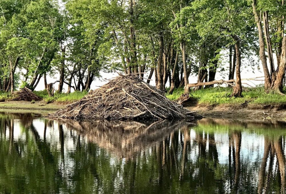 Beaver dam