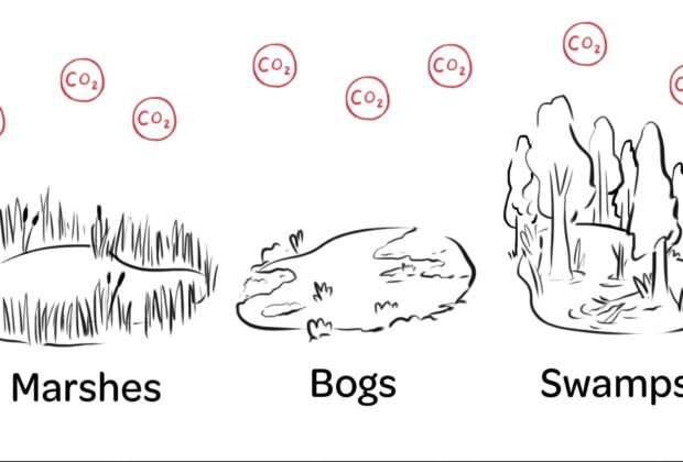 Wetlands: A Powerful Carbon Sink