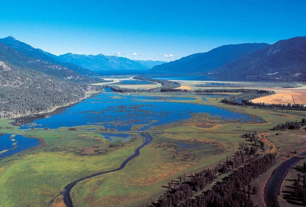 While comprising less than three per cent of B.C.’s coastline, estuaries in B.C. are critical for fish, migratory birds and other wildlife, providing a vibrant ecosystem in which they can thrive. 