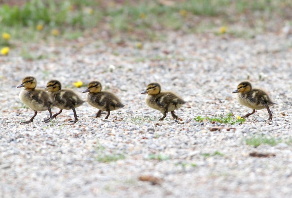 Spring ducklings on the move!