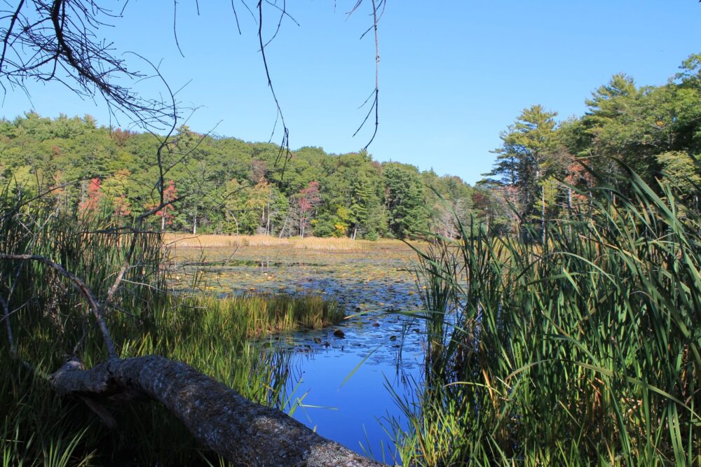 The marsh and treed riparian edge offer good habitat for ducks and other birds.