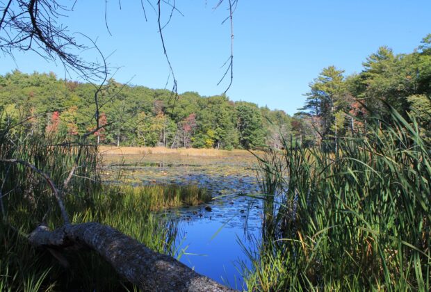 Ducks Unlimited Canada partners with the Municipal District of Lunenburg to protect Sweet Marsh