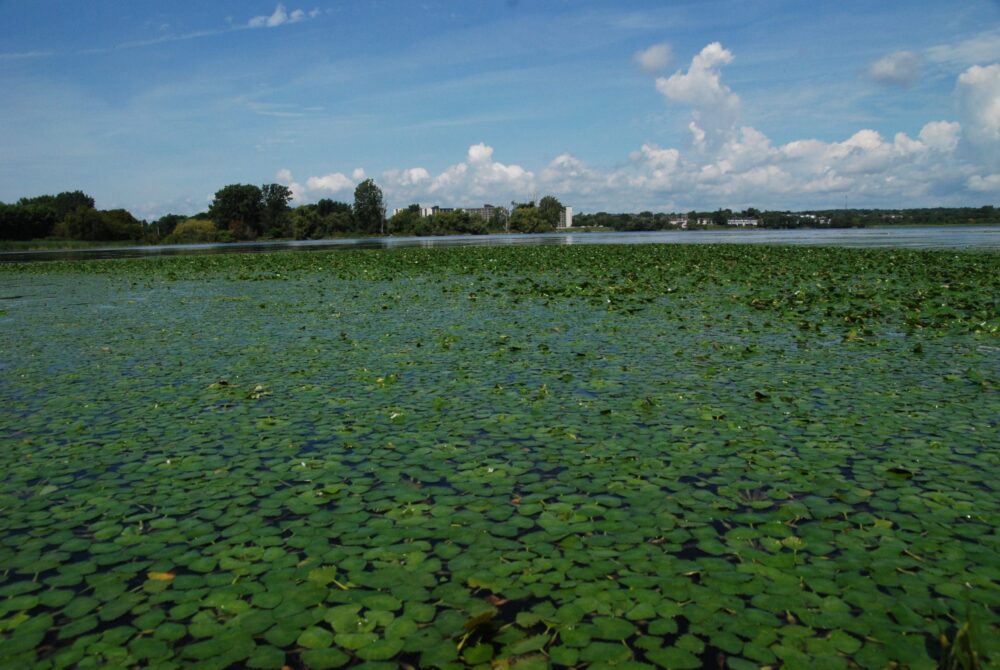 European water chestnut at Belle Island near Kingston, Ont.