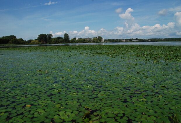 Nature calls…in Kingston!