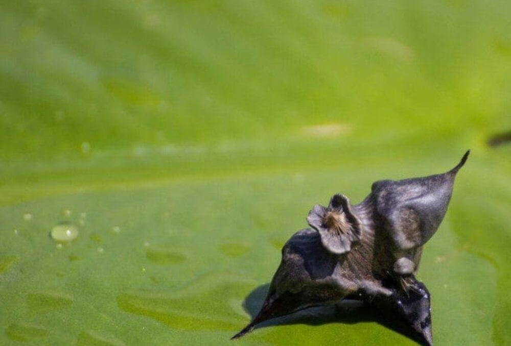 The seeds of European water chestnut have spines that can cause injury when stepped on by people or pets.