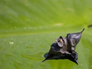 European water chestnut seed © Ducks Unlimited Canada