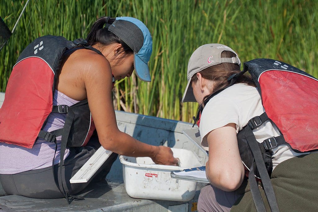 Research technicians conduct a small fish inventory.