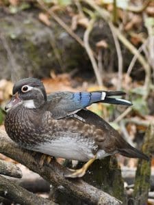 wood duck hen