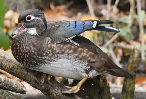 Watch inside a duck’s nest box