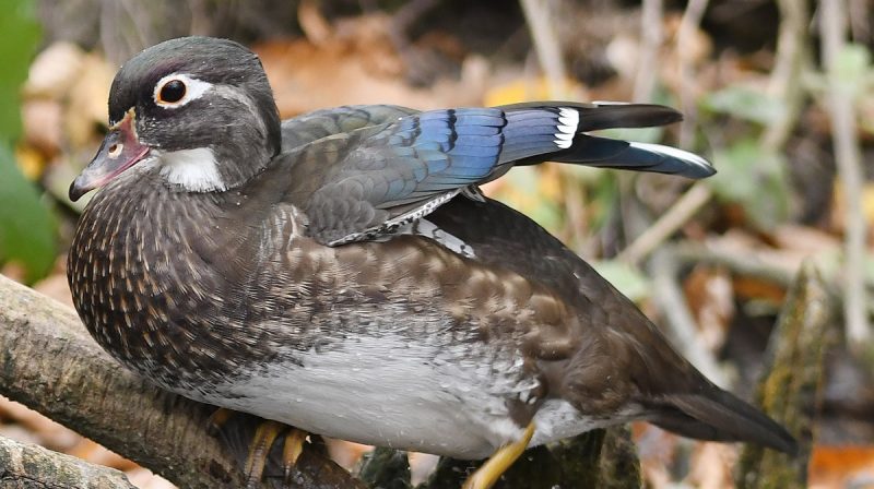 Watch inside a duck’s nest box