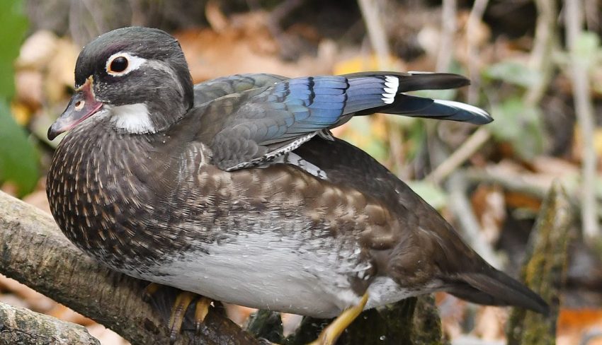 Watch inside a duck’s nest box