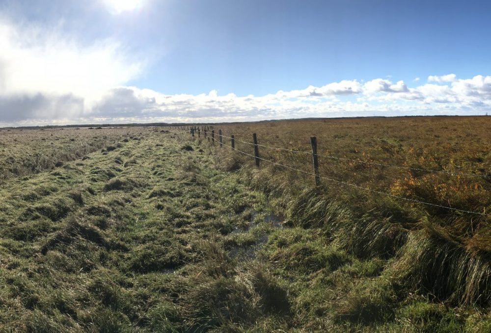 Tantramar Grasslands Co-operative pasture