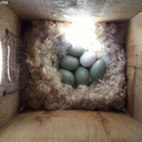 Watch inside the nest