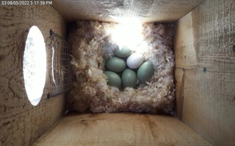 Watch inside the nest