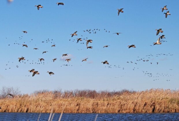 Nature’s great educators: what our beloved birds can teach us on World Migratory Bird Day