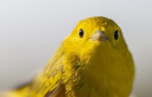 yellow warbler