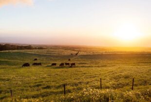 Ducks Unlimited Canada applauds Walmart Canada and the CRSB on new sustainable partnership