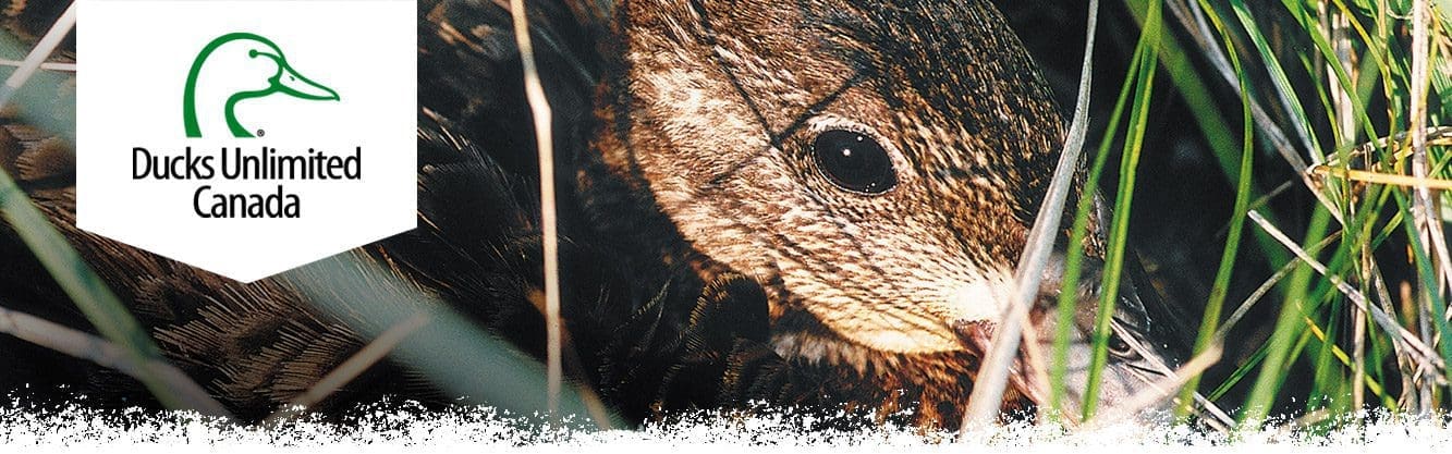 blue-winged teal hen on nest