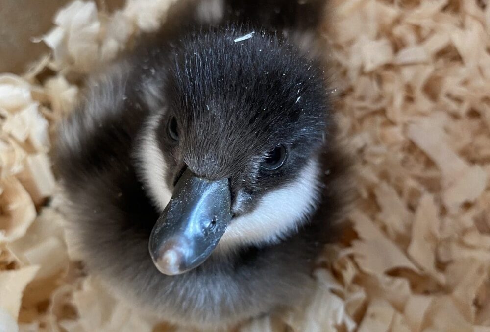 Goldeneye duckling, after hatching in a wood duck's nest. Media files are provided below.
