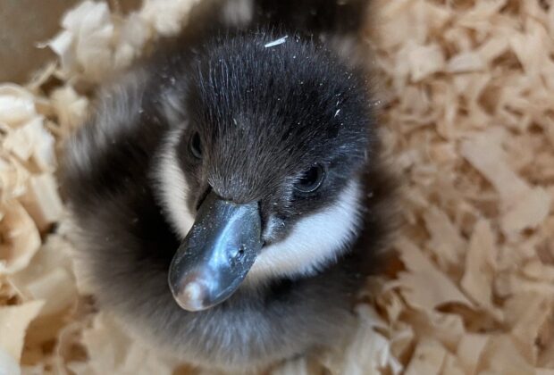 A duckling left behind