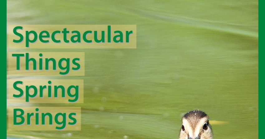 Spectacular Things Spring Brings