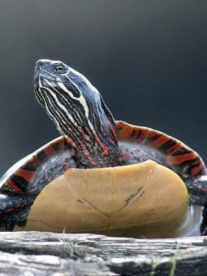 Real Ways to Help Wild Turtles