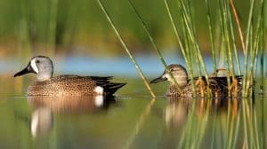 blue-winged teal pair on the water