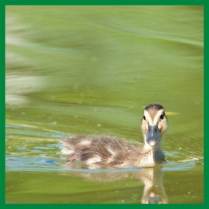 Ducklings are quick learners and hit the water shortly after they hatch.