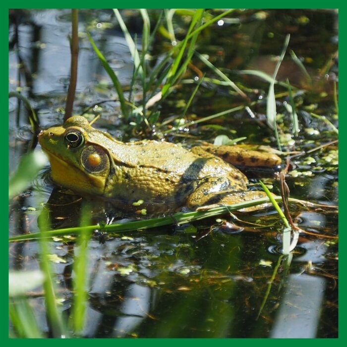 A male green frog swimming in really cold spring water. Brrrr.