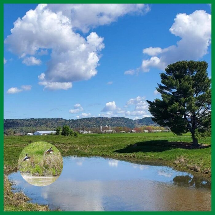 Atocas Bay is protected so nesting waterfowl can find places to raise their families.