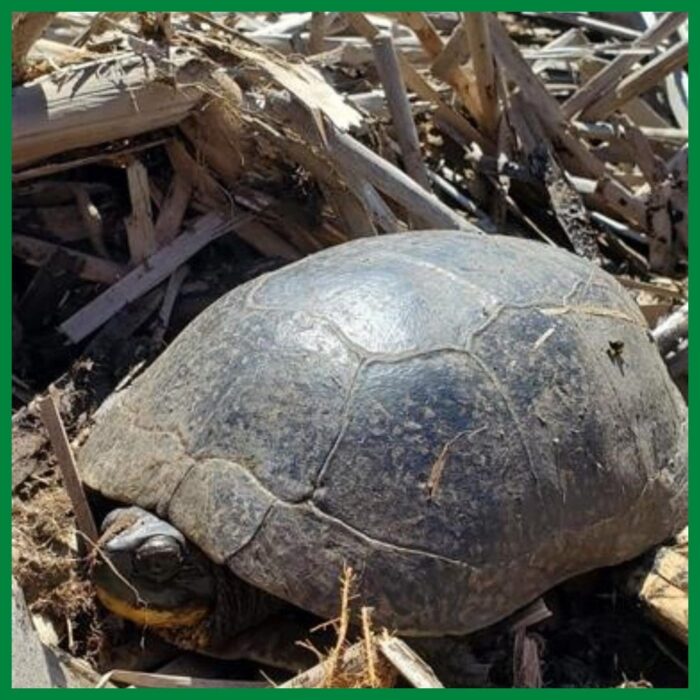 Blanding's turtles look like walking army helmets and can be found in southern, central and eastern Ontario.