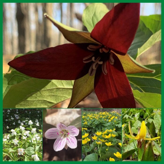 Spring wildflowers: (Top, L-R) red and white trilliums, spring beauty, marsh marigold and trout lily