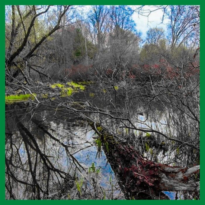 Hodges Pond is a restored near-urban wetland, one in a long list of stewardship projects that are reclaiming the natural heritage of Oxford County.