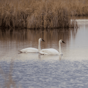 tundra swan pair